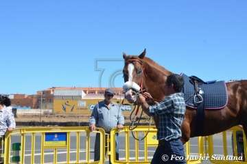 Carreras de caballo de las fiestas de San Juan 2018 de Telde (Foto Francisco Javier Santana)